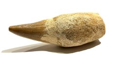 mososaur tooth 50 3.25x1.25
